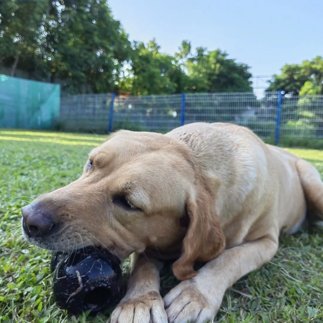 喜欢你混饭吃丨酷贝E族