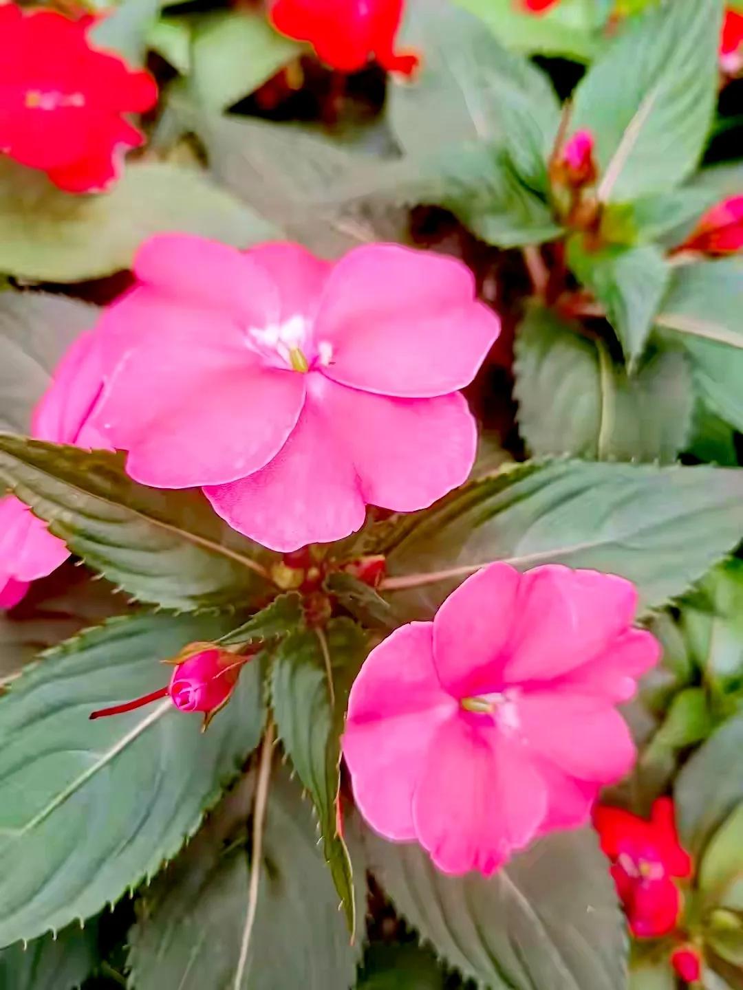 美丽五颜六色的凤仙花,七月最美的花景视频素材