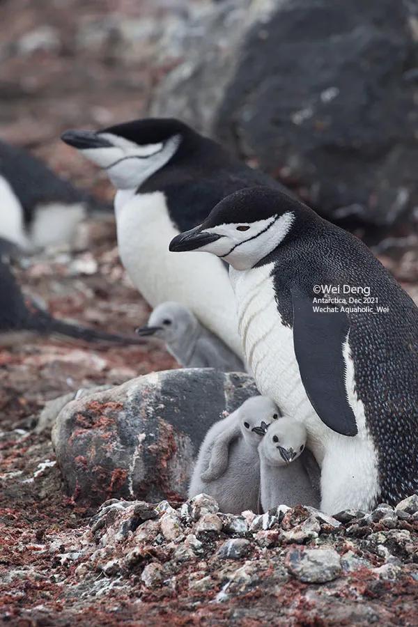 我在南极养企鹅,我在南极的日子