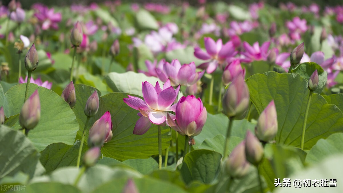 宋词满江红的解释,《满江红》宋词