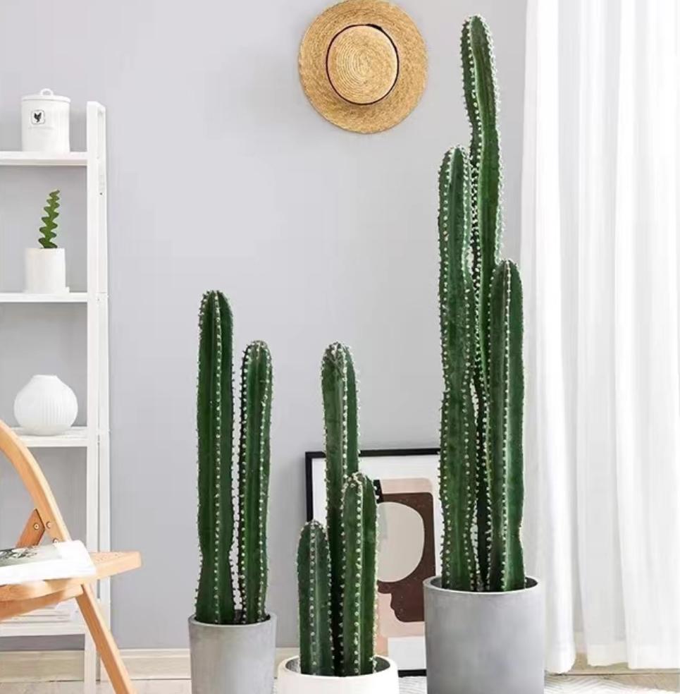 5种花是懒人养花首选,人养花花养人适合室内养的6种花