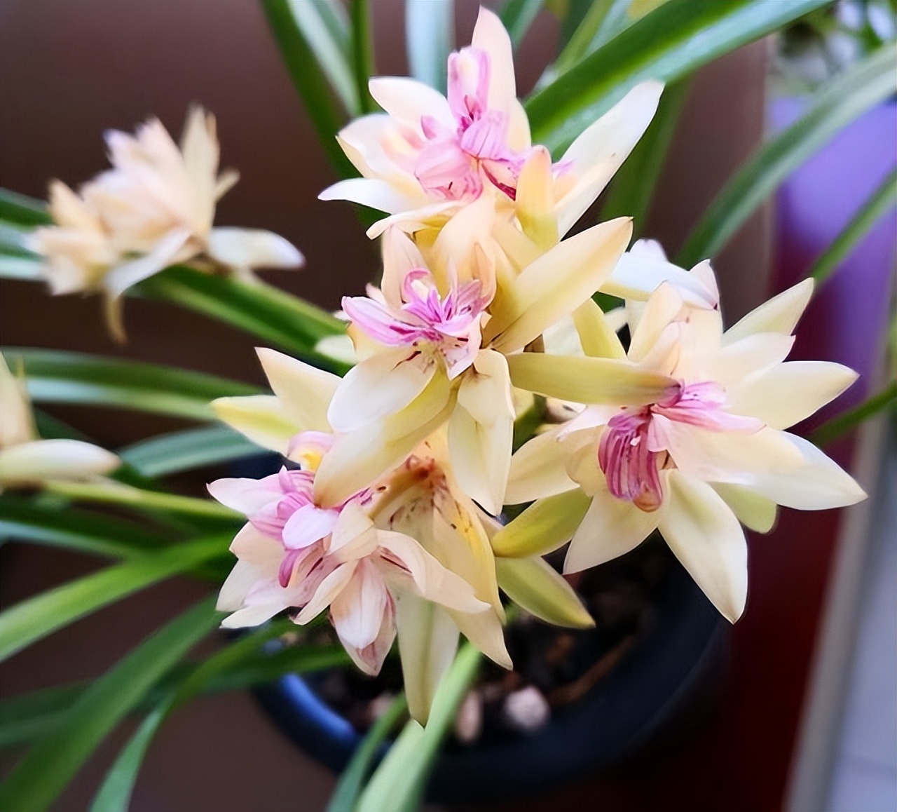 建兰富山奇蝶花苞多久能长大,建兰富山奇蝶兰花花期