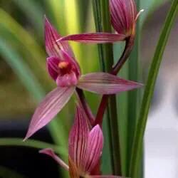 春剑中华红素兰花多少钱一苗,春剑中华红素上盆效果图