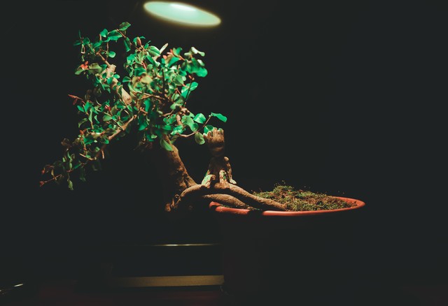 山货怎么赚钱,农村山货怎么赚钱