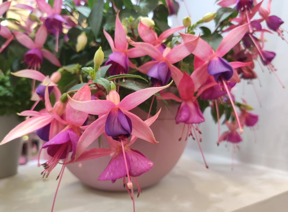 名贵的花卉就一定难养吗,花市的花怎么养得那么好