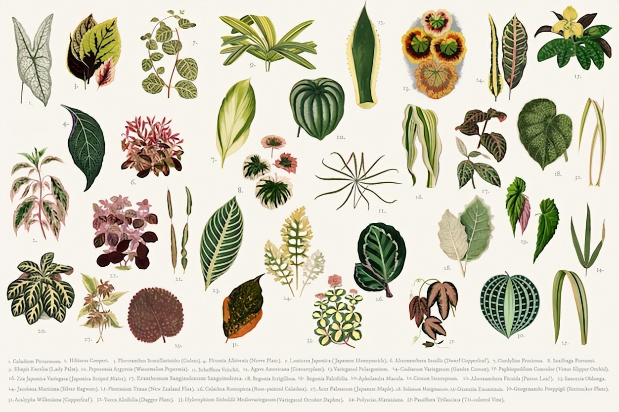 园林设计需要哪些基础,园林园艺基础知识大全