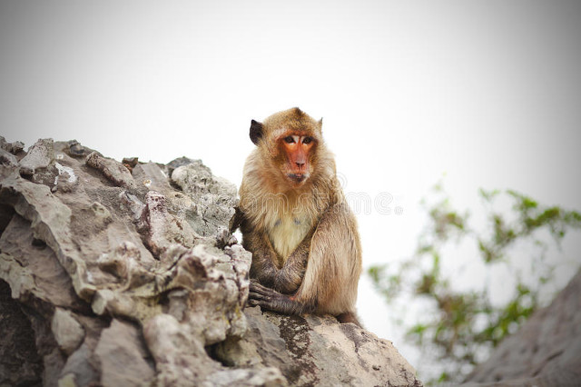 惧怕狂犬病,恐狂犬强迫症终于治愈