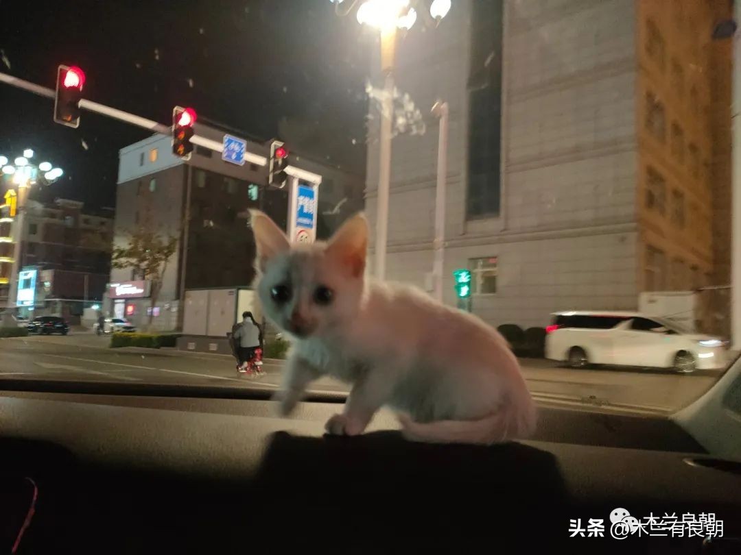 这回这妖精是真的要拆家了