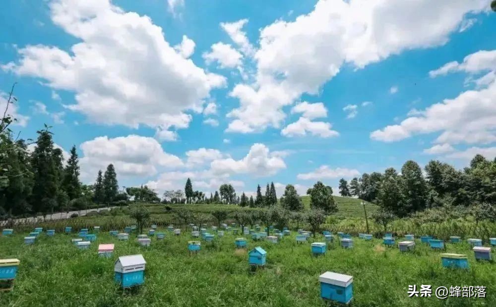 蜜蜂高效养殖技术一本通,怎么提升蜜蜂的寿命和体质