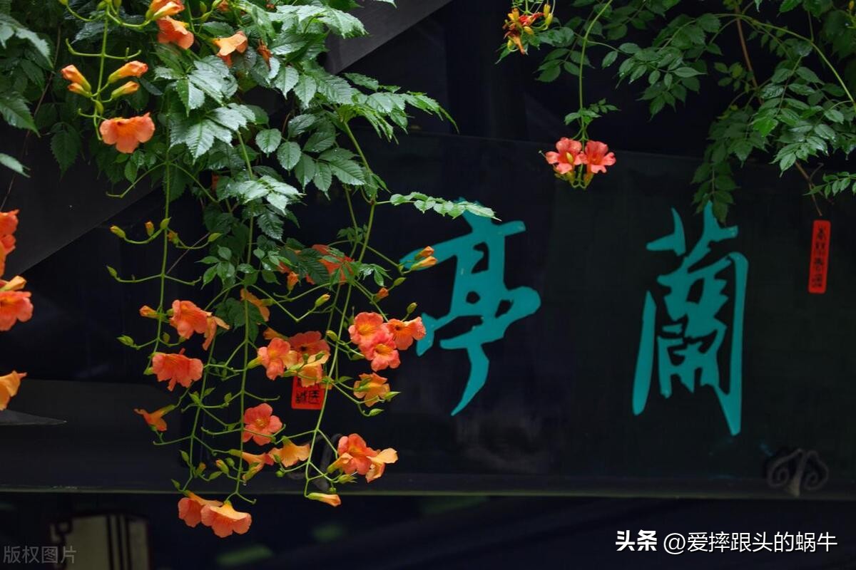 夏日里盛开的凌霄花,绚烂开放的凌霄花