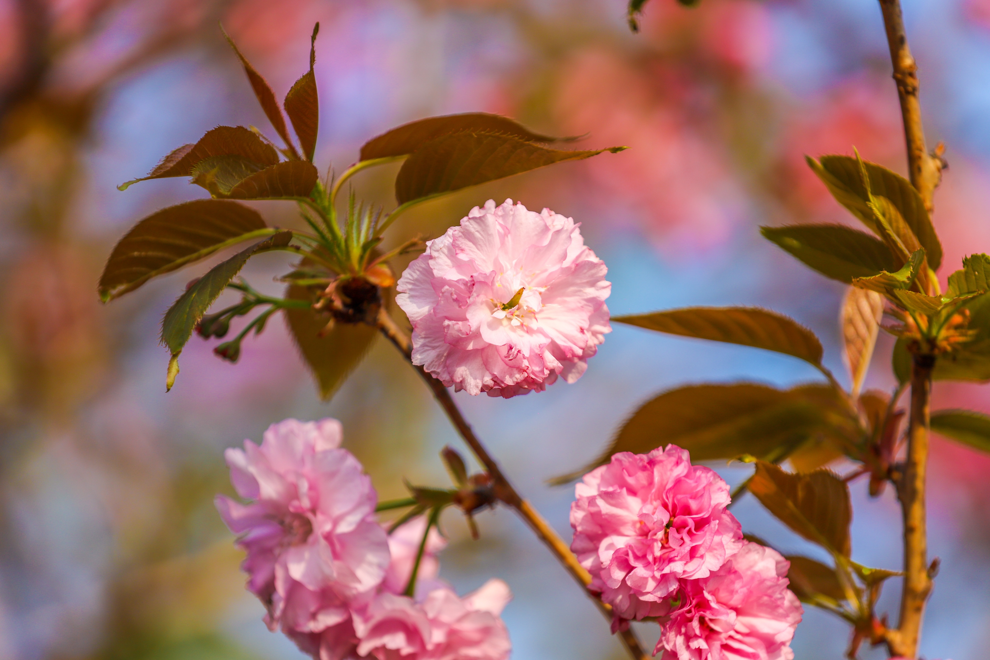 同心花海樱花航拍,踏青赏花邂逅一场浪漫樱花盛宴