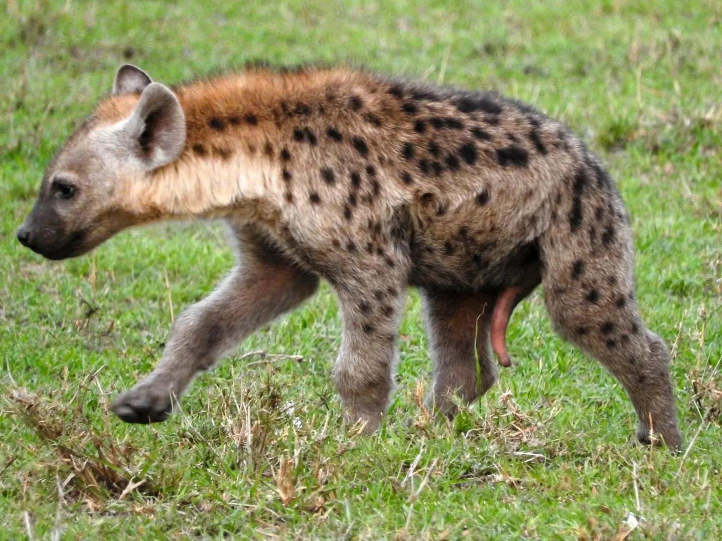 是的，我们有象鼻子，我们是女孩子