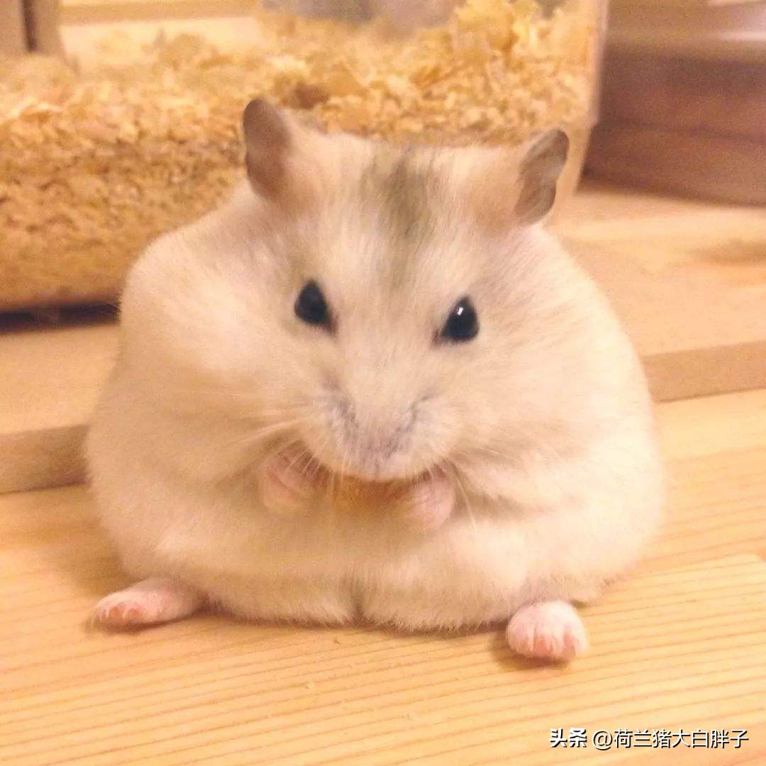 仓鼠牙齿太长又不敢剪它如何吃饭,仓鼠的牙齿太长怎么办