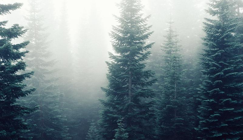 美国的摇钱树，收集到这种昂贵的树脂，就能轻松月入百万