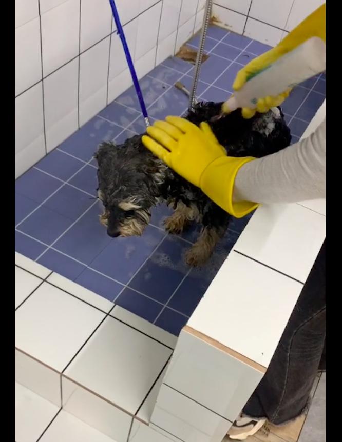 喂了几天的流浪狗找到了我家,喂了一星期的流浪狗发现它有家