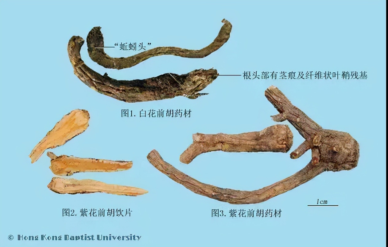 每天学一味中药前胡,中医小课堂前胡的功效与作用