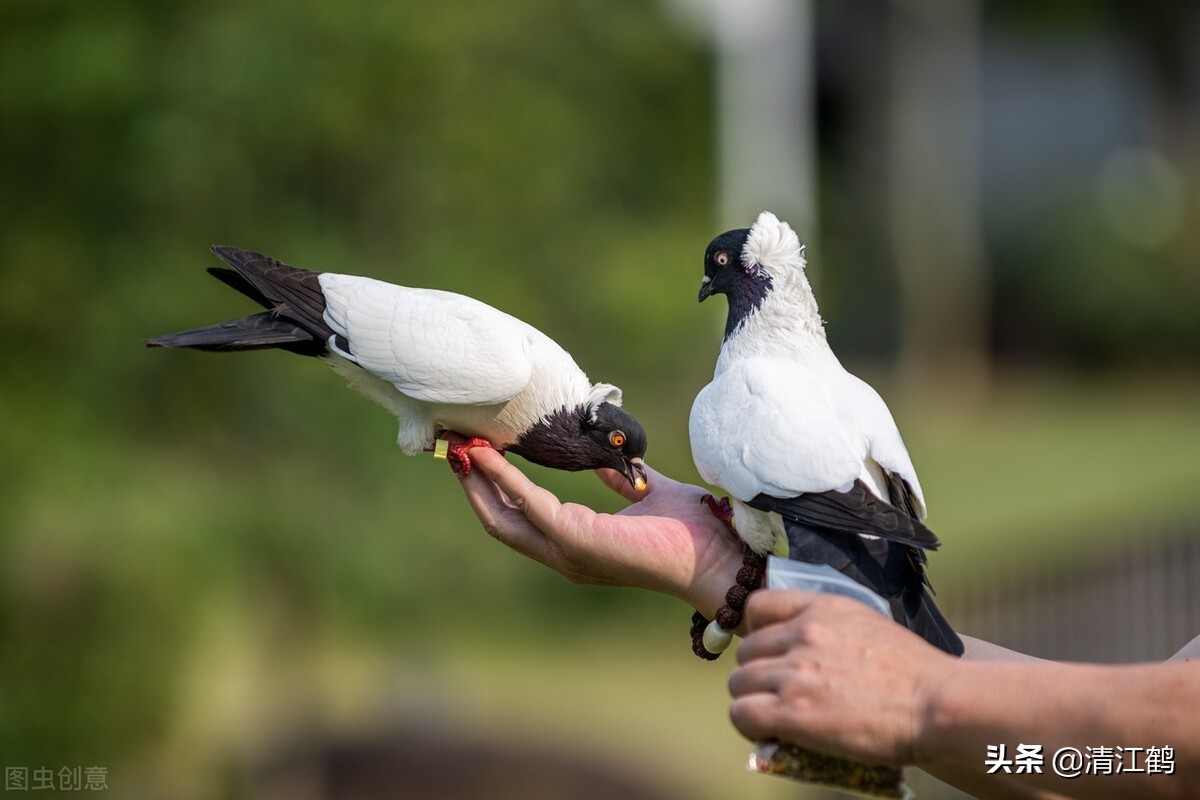鸽子喂饲料的正确方法,鸽子养殖喂多少饲料好一点