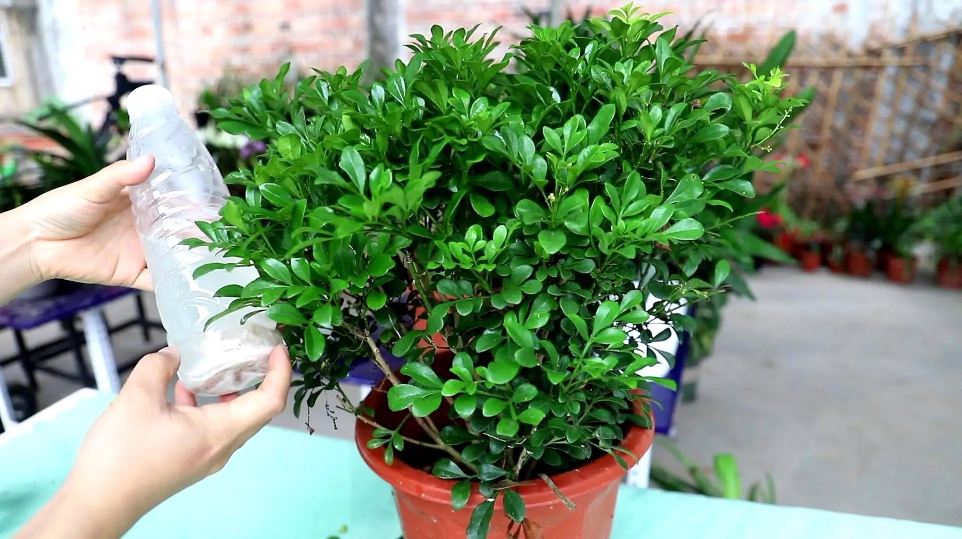 米兰花怎样养护才能开花多,米兰花的养护方法和注意事项