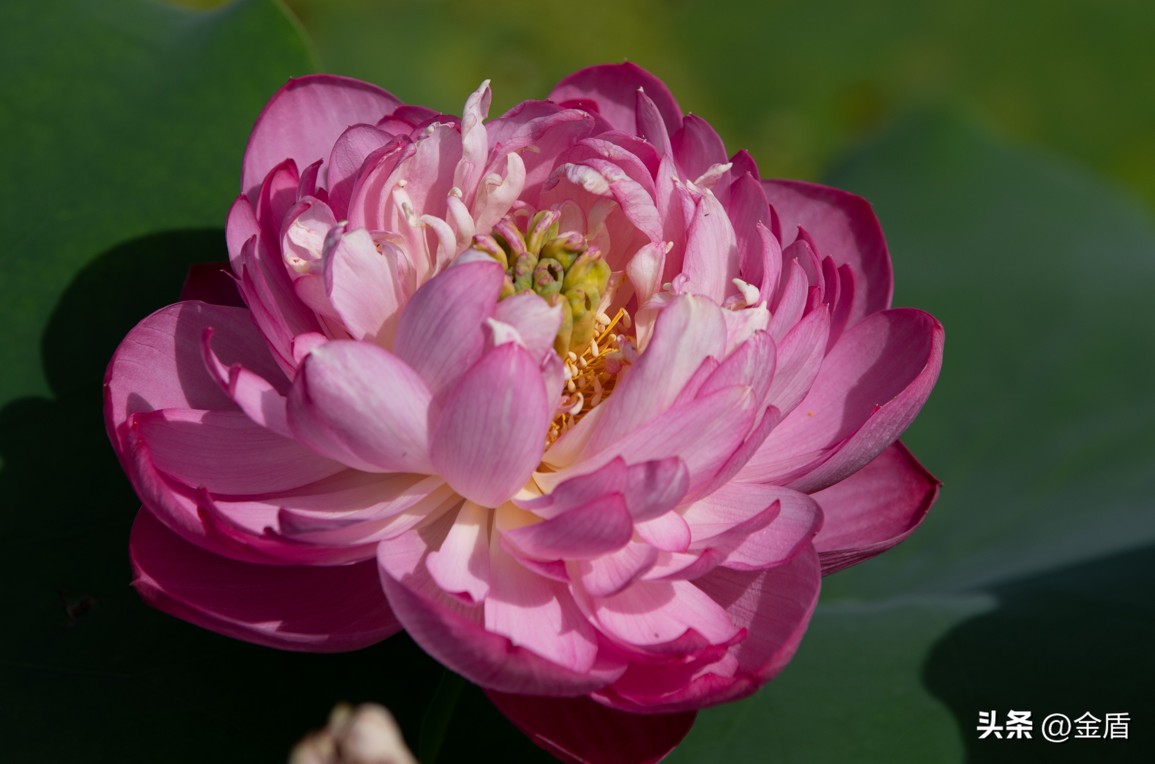 纯洁无瑕的荷花,荷花象征着纯洁无瑕