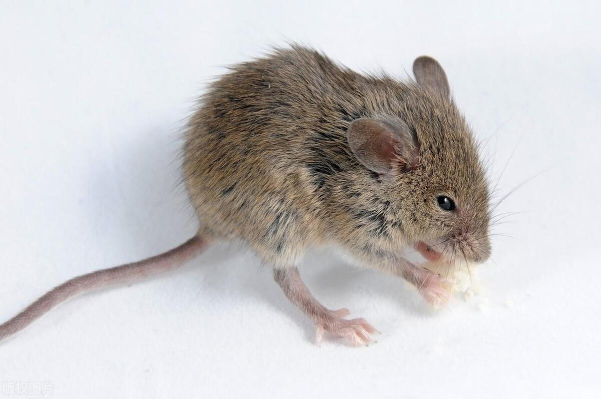 推荐灭老鼠十种方法,灭老鼠最有效的13个方法推荐