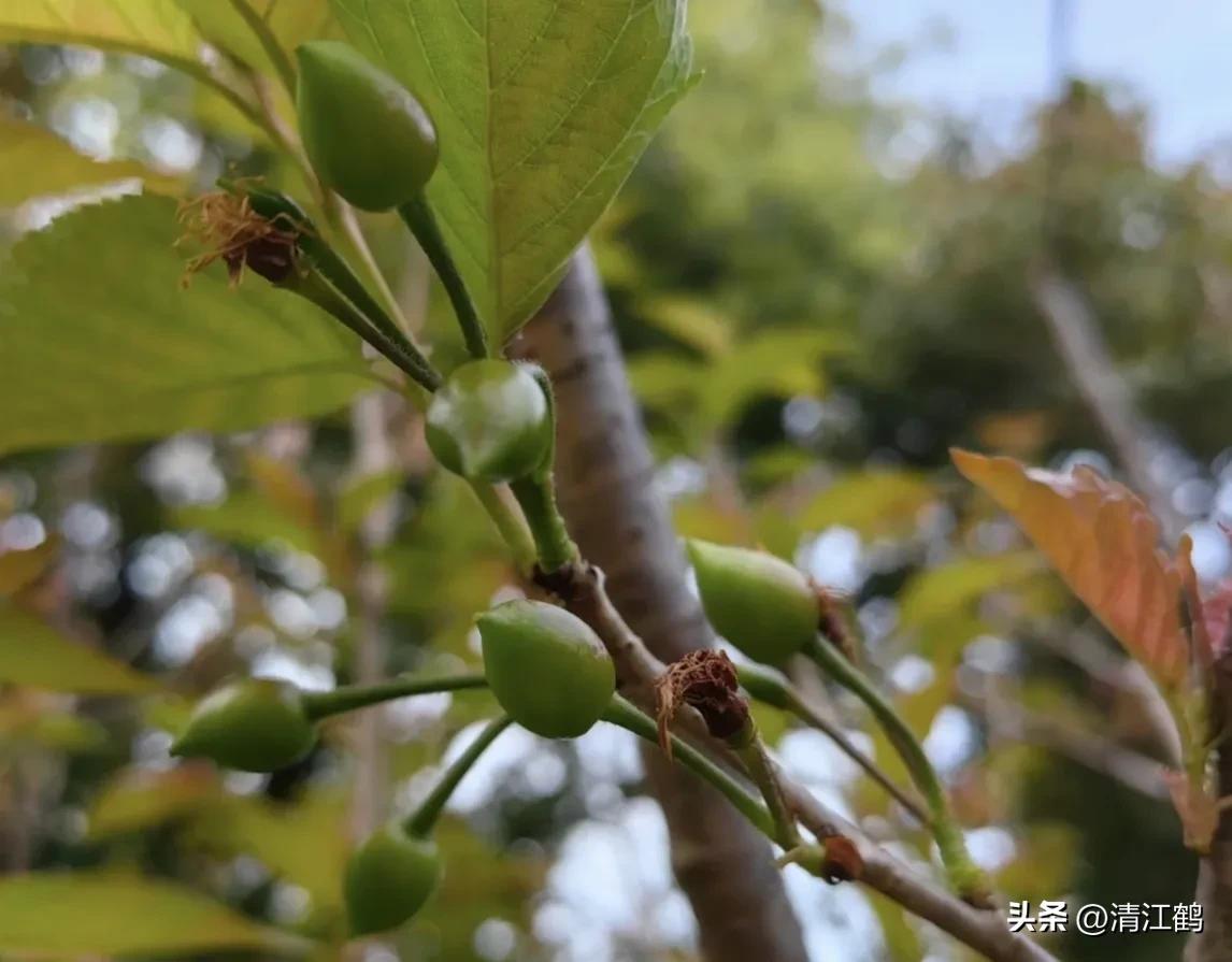 樱桃好吃树难栽完整故事,樱桃好吃树难栽家常版完整版