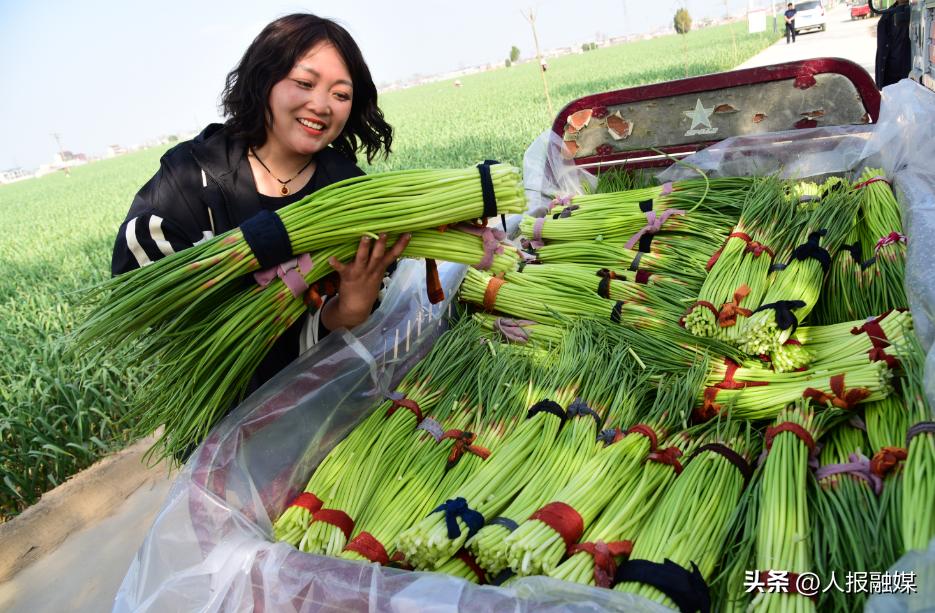 河南杞县蒜薹,麦收时节农民忙丰收喜色挂脸上