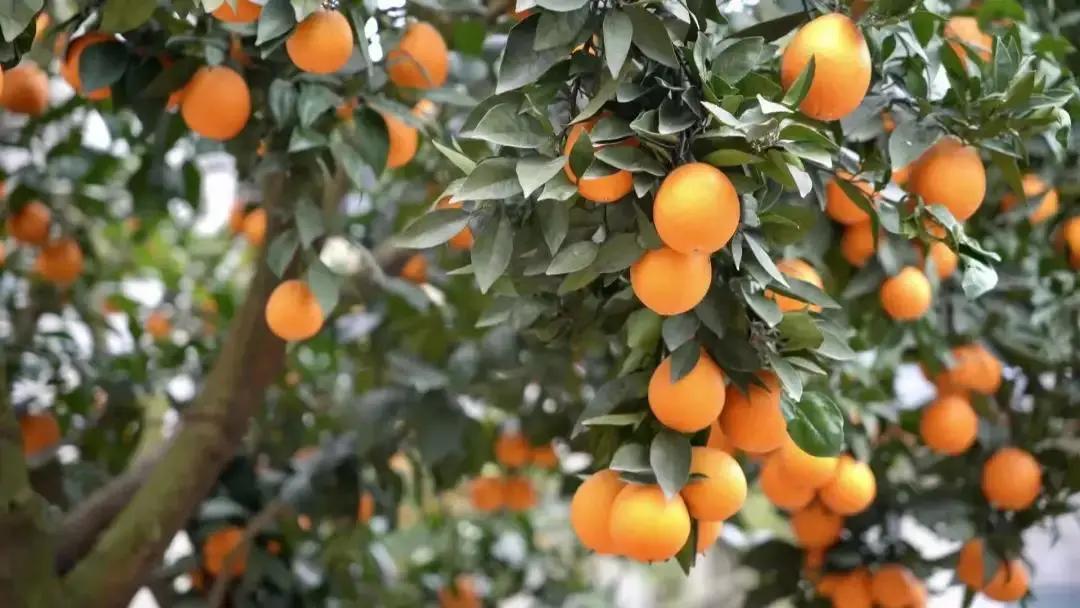 春节囤年货这几样不能错过,钱包又快捂不住了