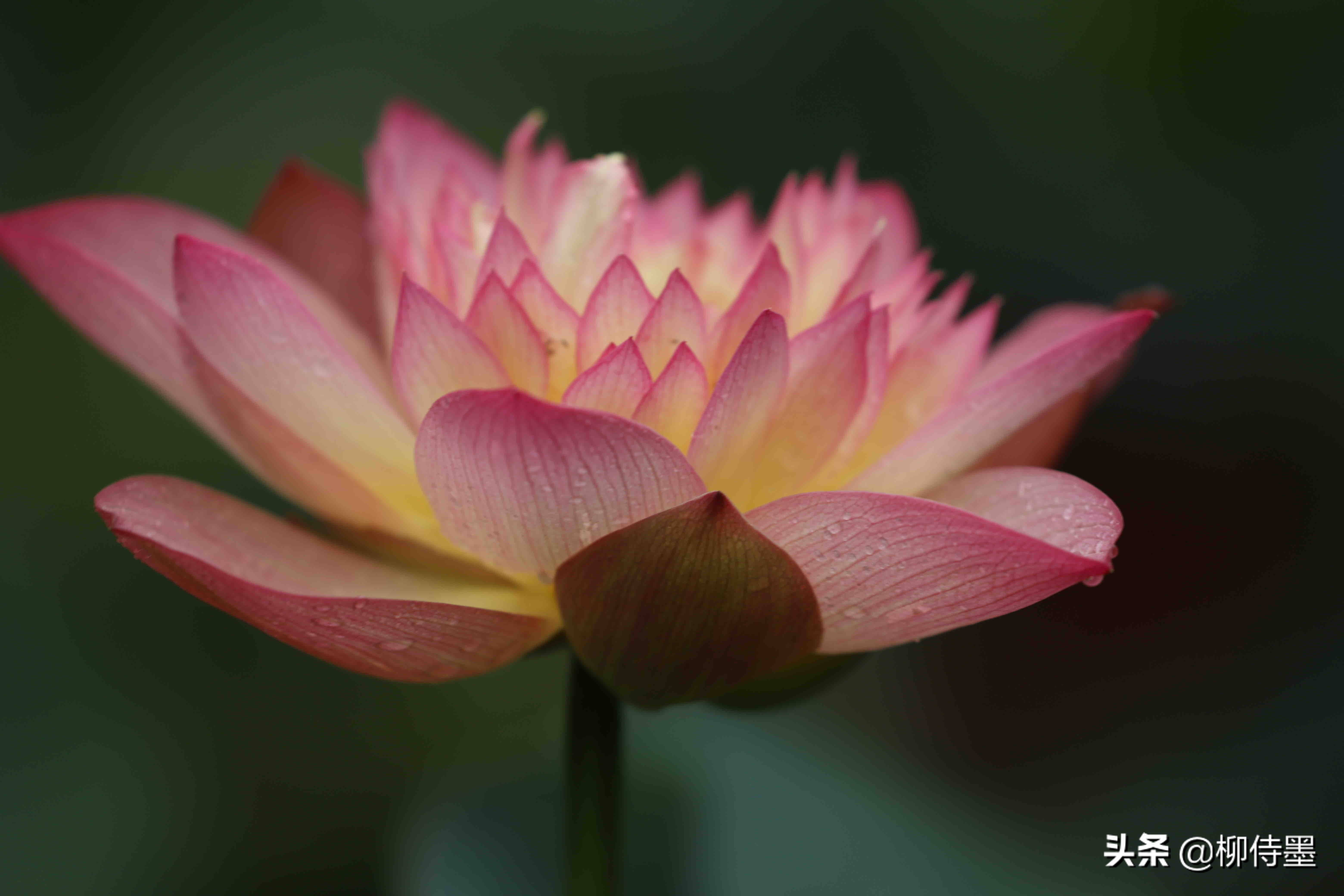 荷花摄影技巧和方法,荷花怎么拍出高级感的照片