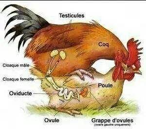 动物交，配时间表，最短0.3秒，最长的竟然是……