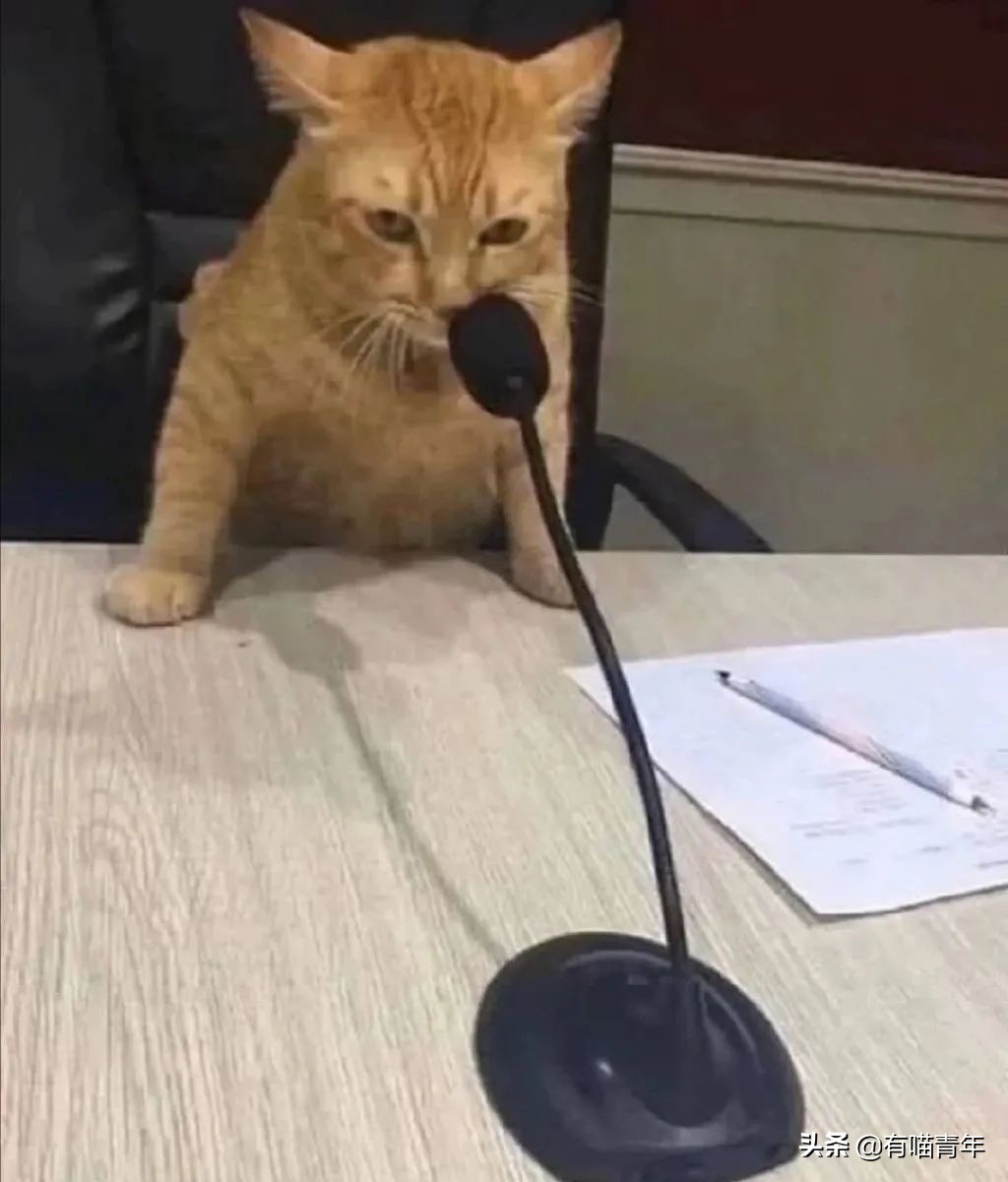 猫核酸检测有必要做吗,猫做核酸粤语视频