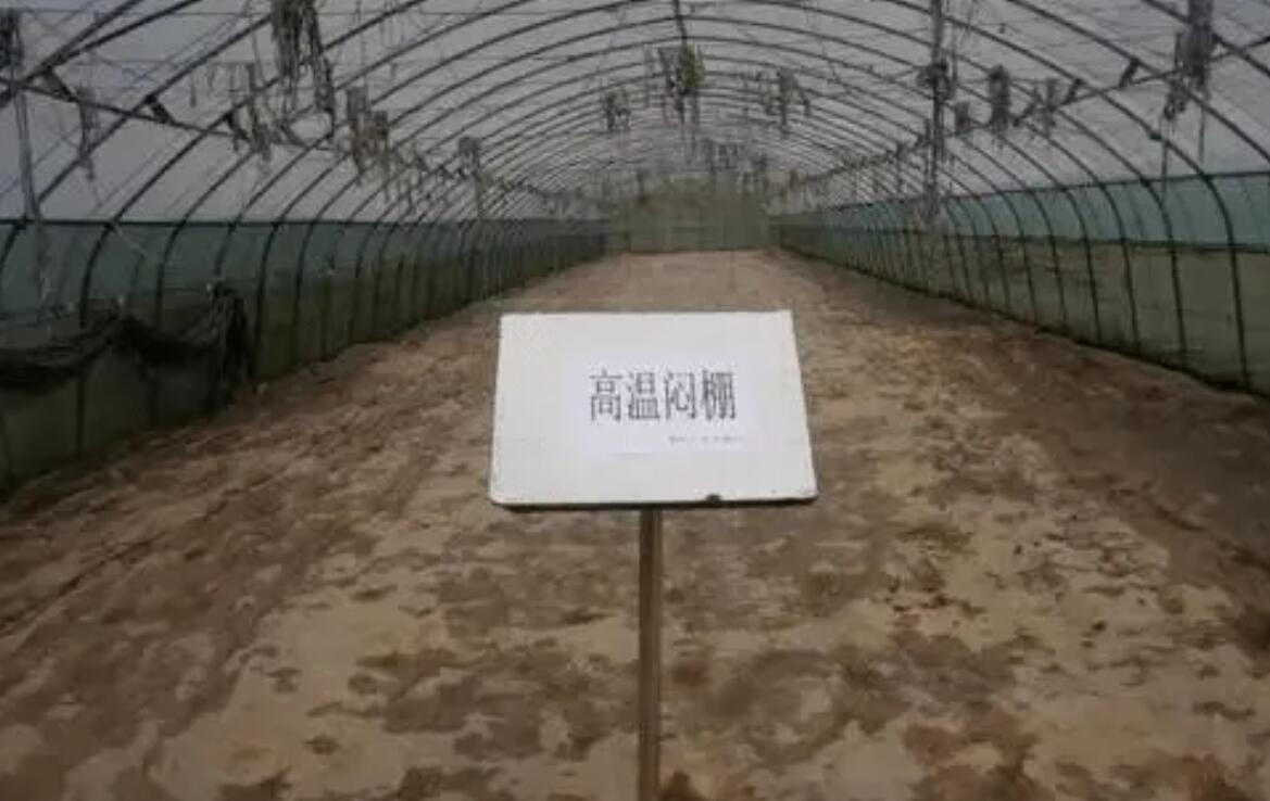 土传病害土壤如何处理,土传病害防不胜防如何彻底解决