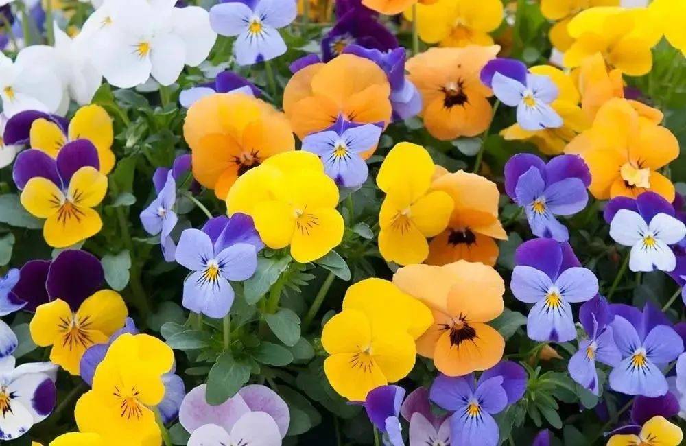 想了一百种关于春天的文案,却不及一场金坛茅山春日野餐露营美好