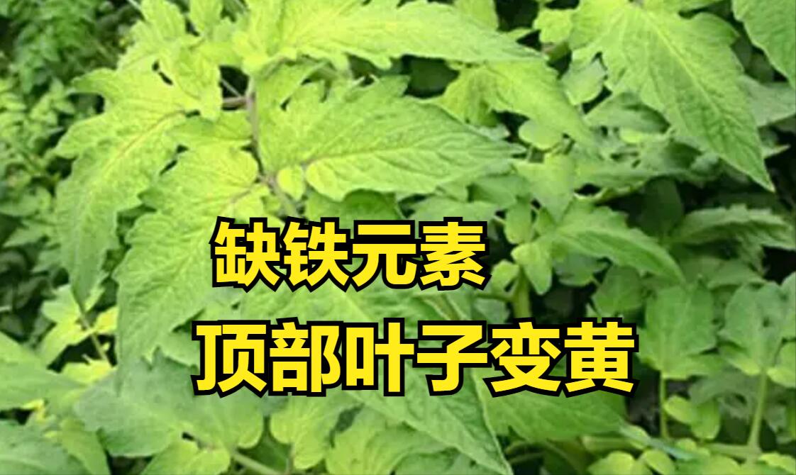 西红柿缺素症图片以及防治办法,西红柿缺素在植株上有什么表现