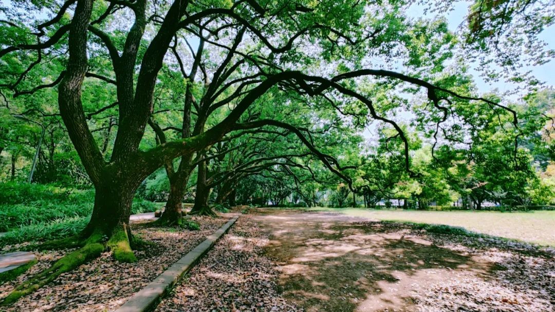 一个字奖10万元！这一“冷门绝学”再上热搜，武汉大学已开设相关专业！