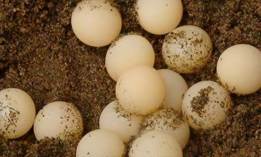 甲鱼孵化蛋的全过程,甲鱼如何孵化视频