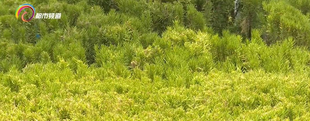 鏄嗘槑缁垮寲甯﹁糠杩鍥炬枃,鏄嗘槑缁垮寲甯﹀叏鏄糠杩