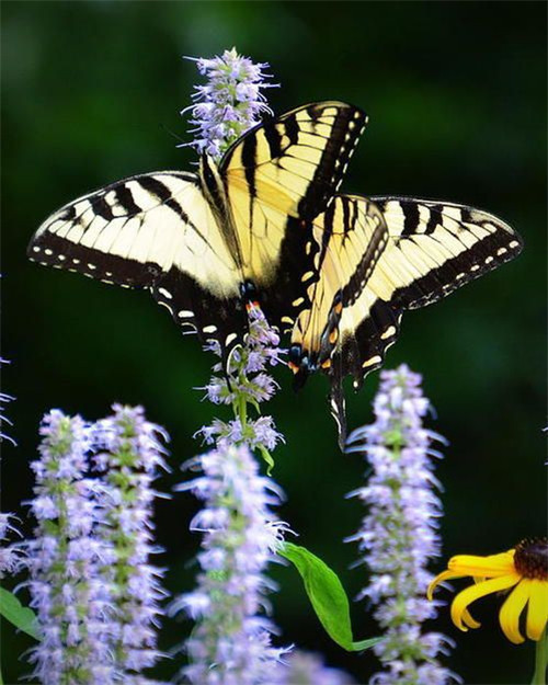 分享——自然界最美丽的蝴蝶,优美的身姿,轻盈的体态飘舞花丛中