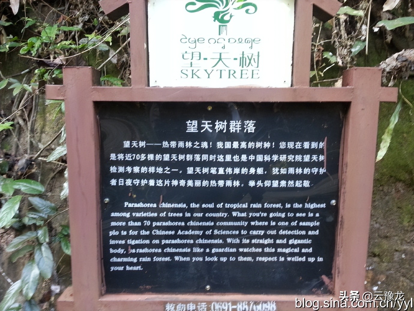 西双版纳磨憨自驾游攻略,自驾游云南版纳旅游攻略