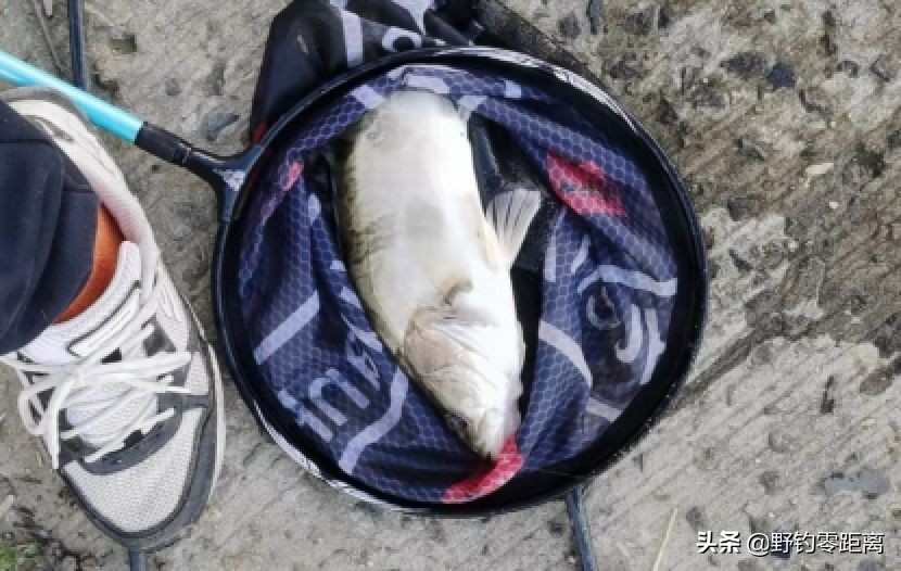 台钓钓到大鱼该怎么跟他溜鱼,台钓鳜鱼选位怎么选最好