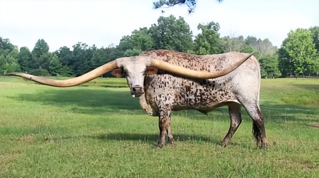 盘点被电鳗电死的人,鳄鱼咬住电鳗当场死亡