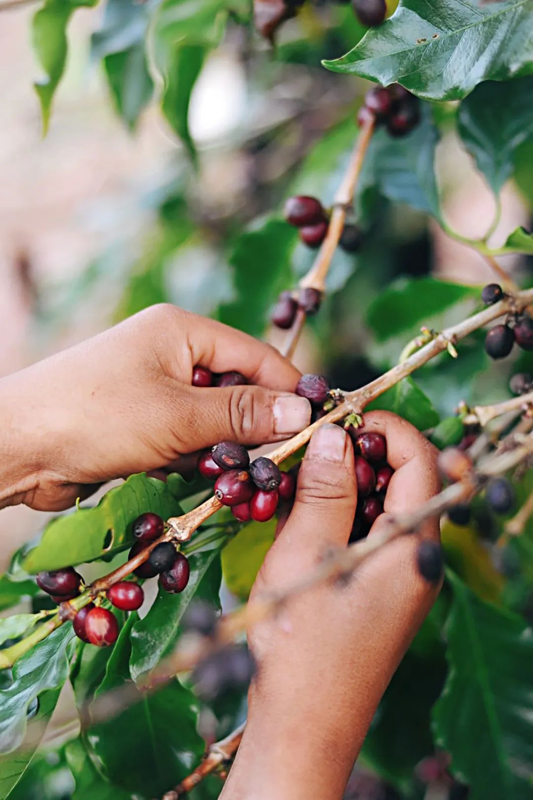 云南小曲清香型,云南小曲