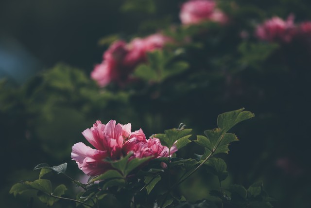 最美的国花牡丹,美丽壮观的国花牡丹