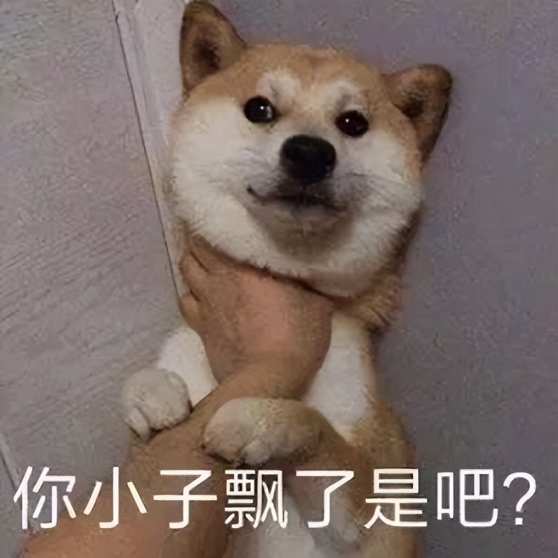 养一只柴犬好吗,柴犬可怕视频大全