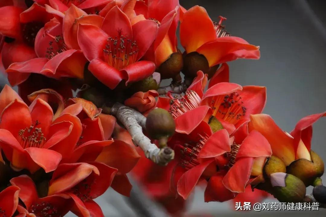 木棉花和什么搭配泡水喝,木棉花可以和什么泡茶