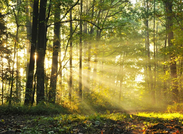 夏天的早晨清新凉爽,夏天的清晨也是可以这么凉爽的