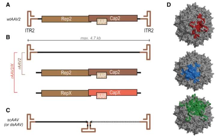 腺相关病毒怎么验证,腺相关病毒衣壳大小