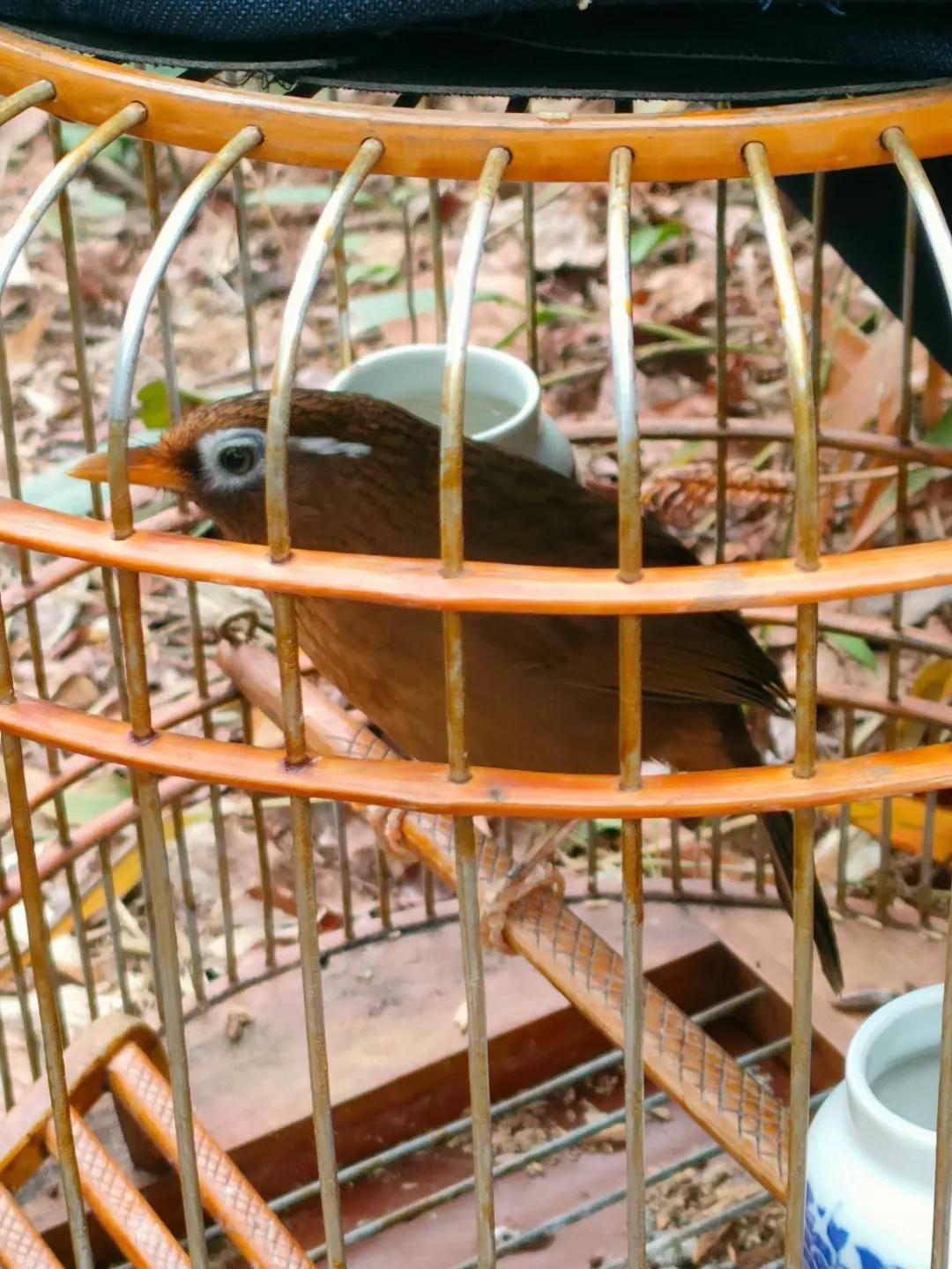 下山鸟在笼中乱飞怎么办,生鸟快速服笼的办法