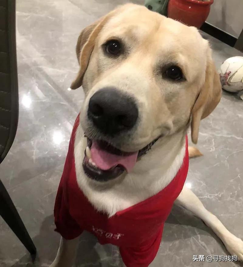 无锡市哪里有卖拉布拉多犬的,无锡新吴区寻找泰迪犬