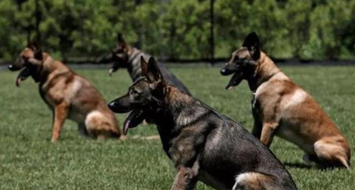 警犬工资一万八真的假的,警犬一月工资