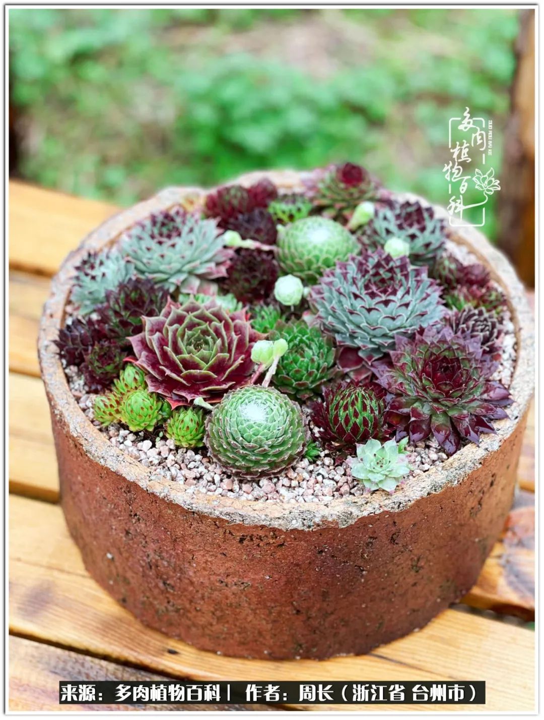 多肉拼盘新手入门,多肉拼盘说说